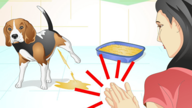 Cách huấn luyện chó Phú Quốc đi vệ sinh trong nhà đơn giản nhất