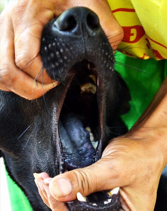 Chó Phú Quốc lưỡi đen có khả năng chống độc cực kỳ tốt