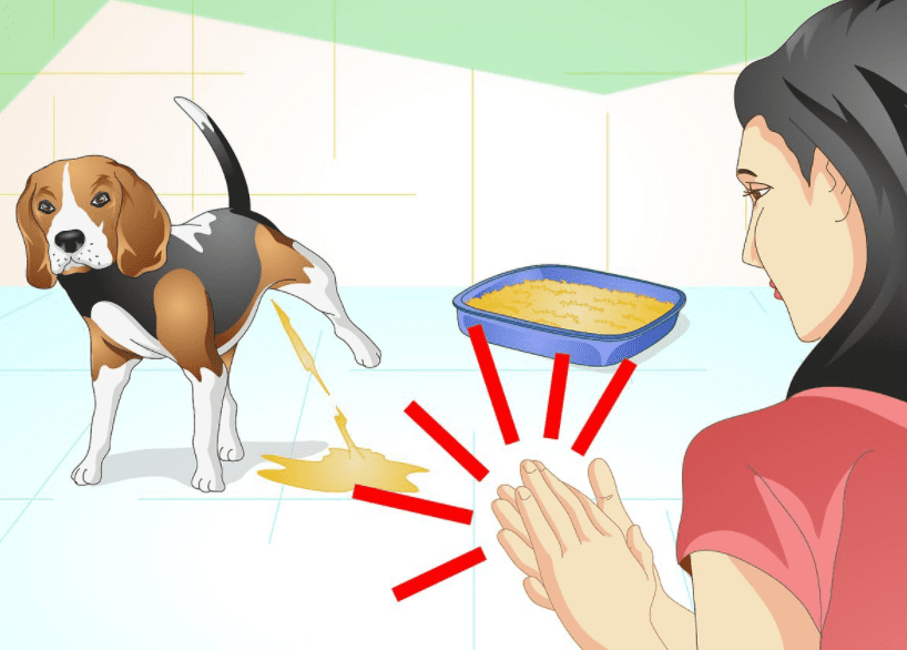 Đưa ra mệnh lệnh cụ thể để huấn luyện chó Phú Quốc đi vệ sinh