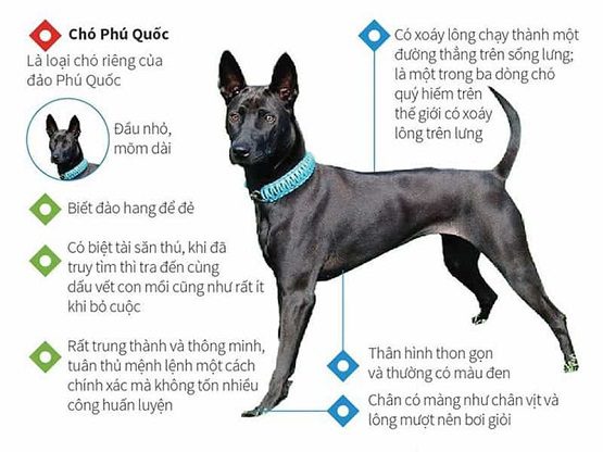 Chó Phú Quốc có nhiều đặc điểm nổi bật