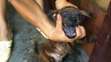 Chó Phú Quốc lưỡi đen là gì? Ý nghĩa của chiếc lưỡi đen