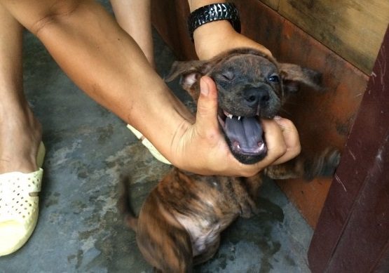 Chó Phú Quốc vện lưỡi đen có chiếc lưỡi màu đen bẩm sinh