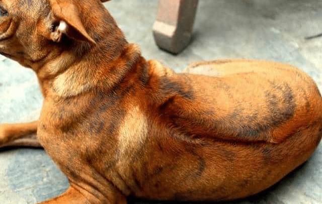 Chó Phú Quốc lông màu vện cọp đặc trưng
