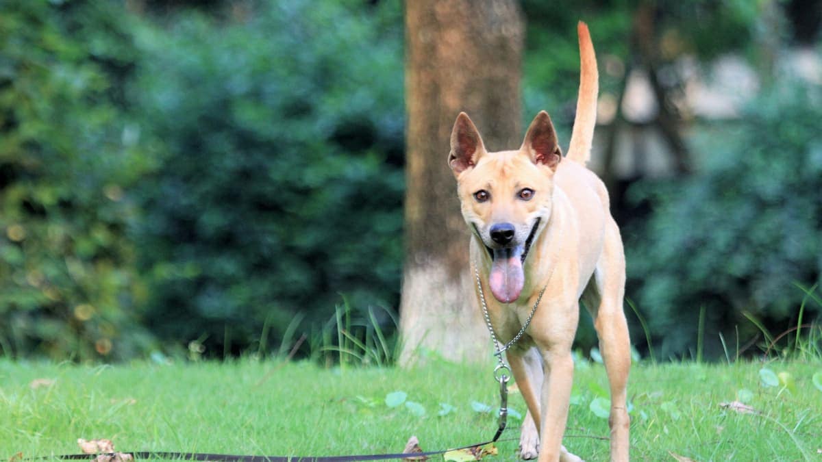 Chó Phú Quốc săn mồi rất giỏi nhờ những đặc tính vốn có