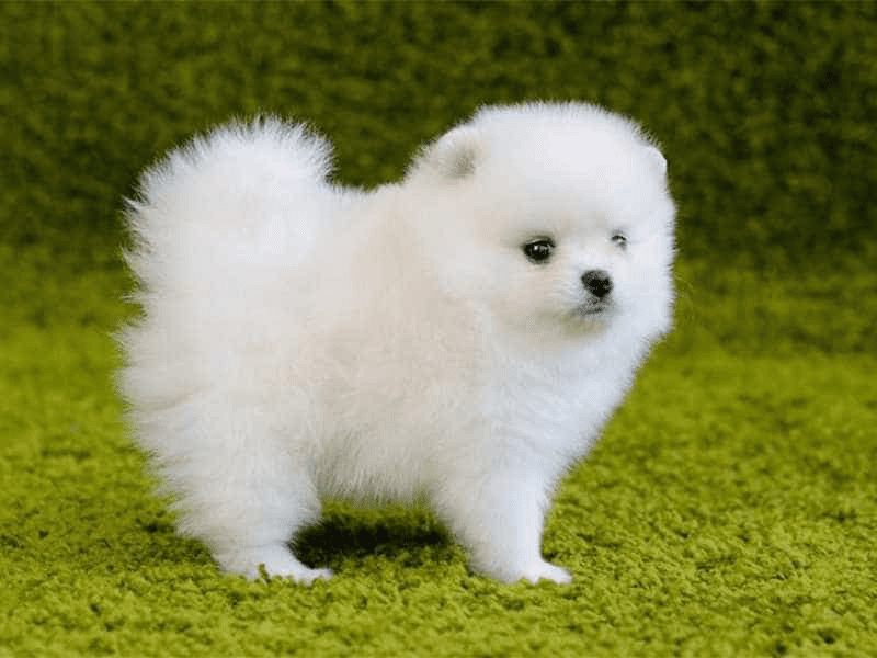 Giá chó Phốc Sóc mini màu trắng phù hợp với nhiều người