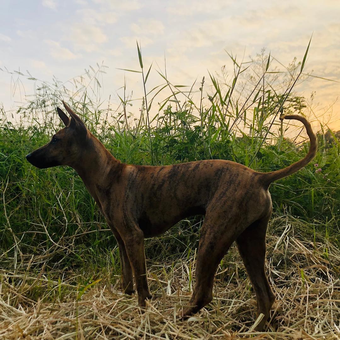 Chó Phú Quốc tự nghĩ ra phương án để tìm đường và thâu tóm con mồi