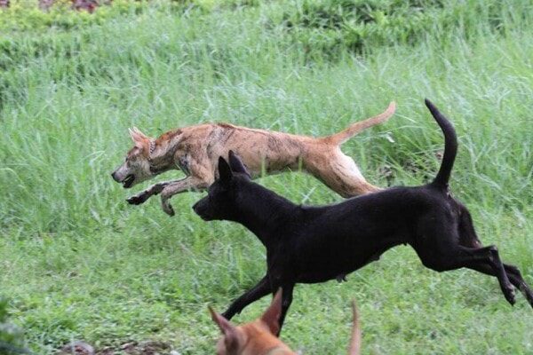 Chó Phú Quốc có thể săn lợn rừng, nai rừng, chuột đồng và nhiều con vật khác
