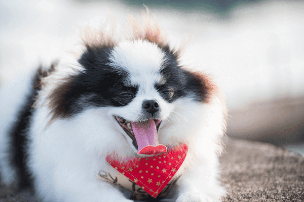 Chó Phốc Sóc lai Nhật có bộ lông mềm mại, tầm vóc nhỏ nhắn