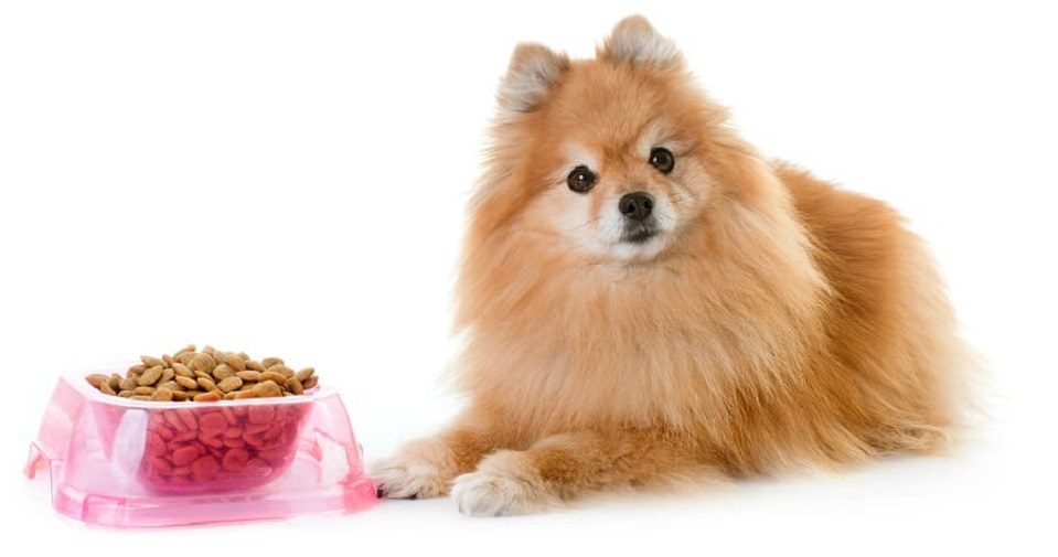 Chó Phốc Sóc mini cute ăn thức ăn dạng hạt đầy đủ chất dinh dưỡng