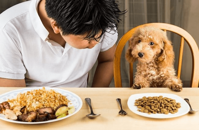 Chủ nuôi cần biết chó poodle thích ăn gì?