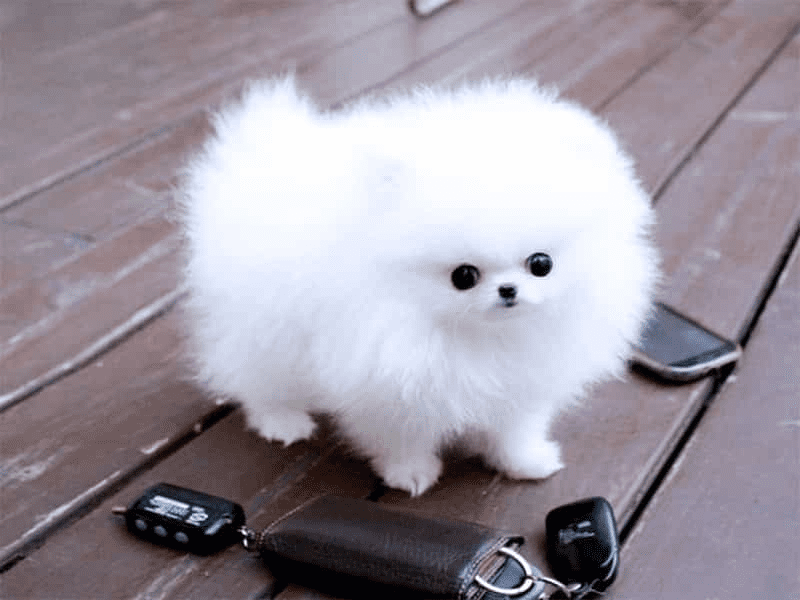 Chó phốc với bộ lông 2 lớp trắng muốt