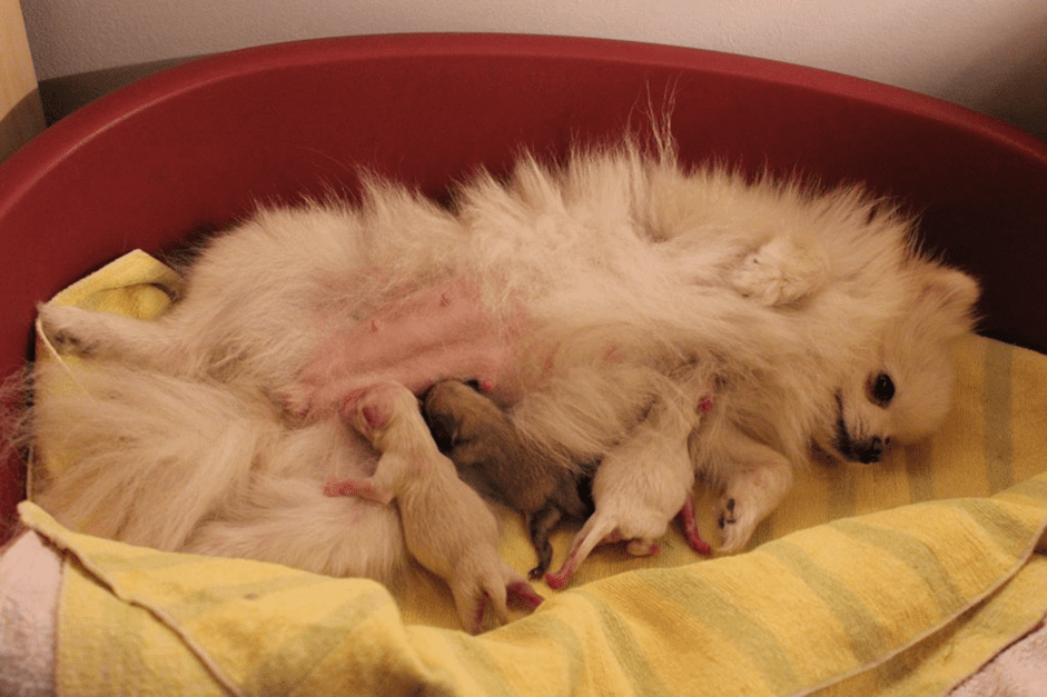 Chó phốc sóc thường đẻ một lứa 2-3 con