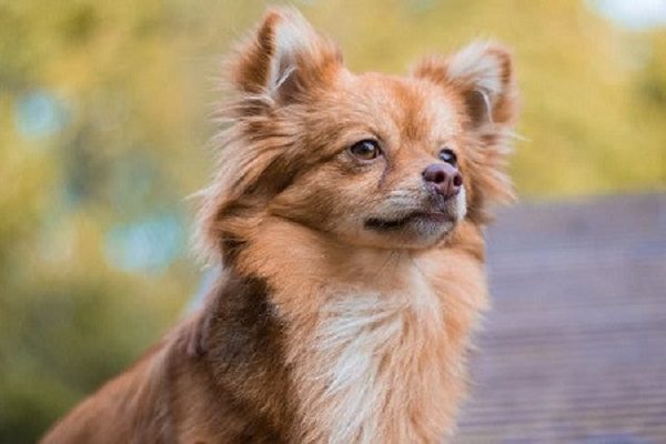 Chó phốc sóc lai chihuahua vẫn là loài chó lai có nguồn gốc bí ẩn.