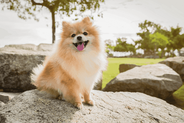 Giống chó Phốc lai Nhật cực kỳ đáng yêu và dễ mến