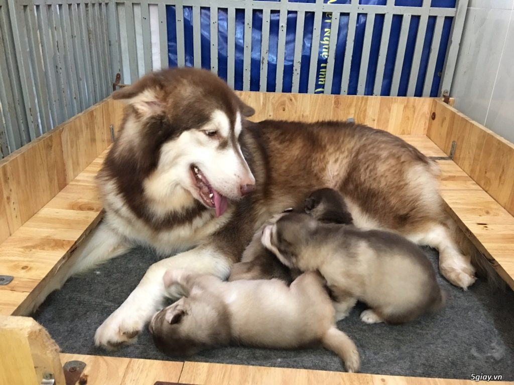 Chó Alaska đẻ bao nhiêu con mỗi lứa?