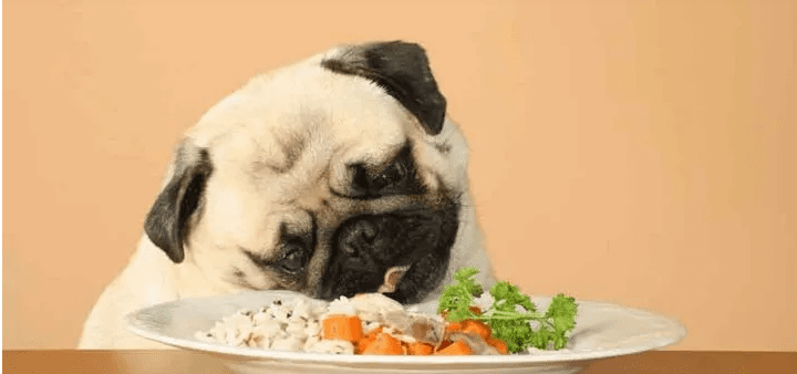 Thức ăn cho chó Pug bao gồm những gì?