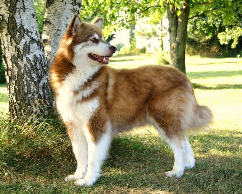 Chó Alaska nâu đỏ rất được ưa chuộng