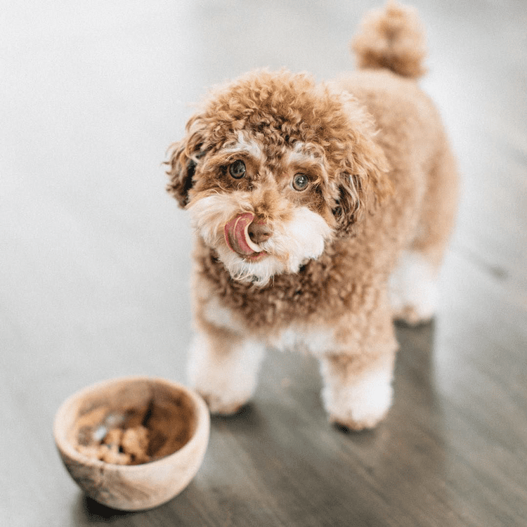 Chó poodle rất thích ăn trái cây.