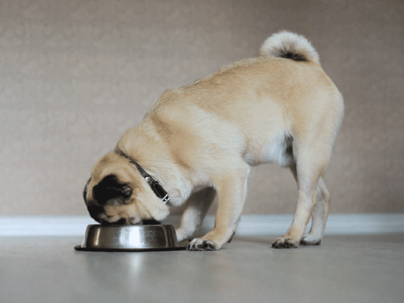 Tạo ra bầu không khí an toàn cho chó Pug khi ăn