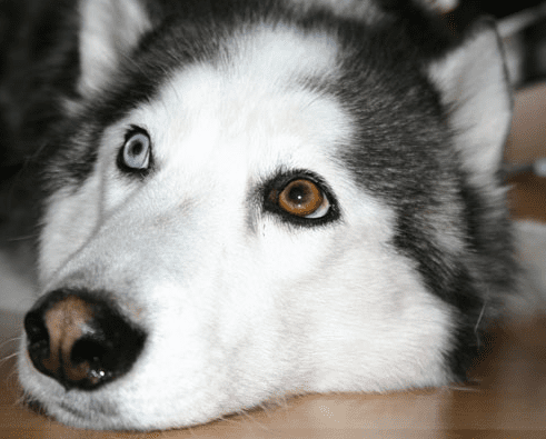 Đặc điểm nhận diện chó Husky mắt 2 màu hiếm trên thị trường