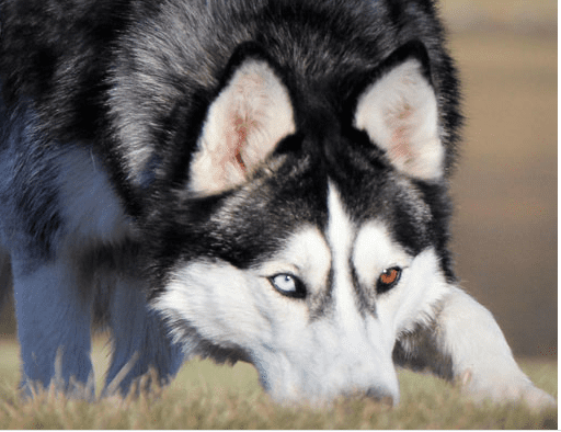 Giống chó Husky này sở hữu đôi mắt 2 màu và hình quả hạnh nhân