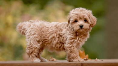 Khám phá thú vị về chó Poodle Lai Phốc Sóc - sự đáng yêu nhỏ nhắn và tinh nghịch
