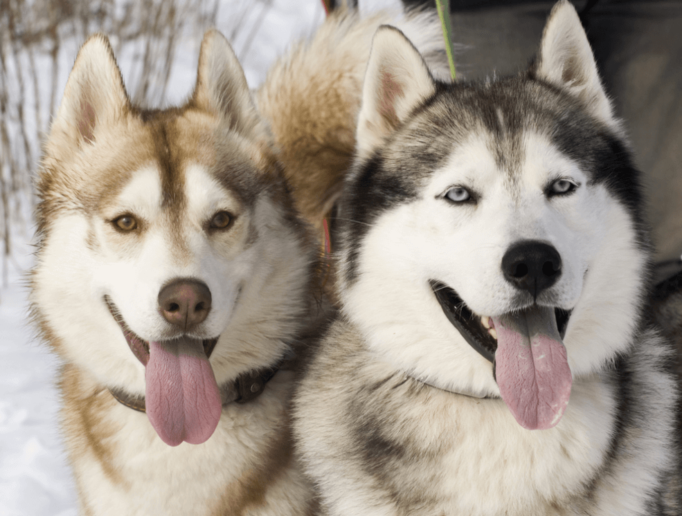 Husky và Alaska là 2 giống chó thường xuyên bị nhầm lẫn bởi vẻ ngoài tương đồng