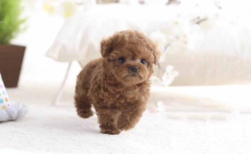 Bé cún Tiny Poodle sẽ có cân nặng dưới 3kg, chiều cao dưới 20cm