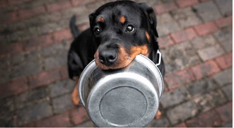 Phân bố bữa ăn cho chó Rottweiler trưởng thành sao cho hợp lý nhất
