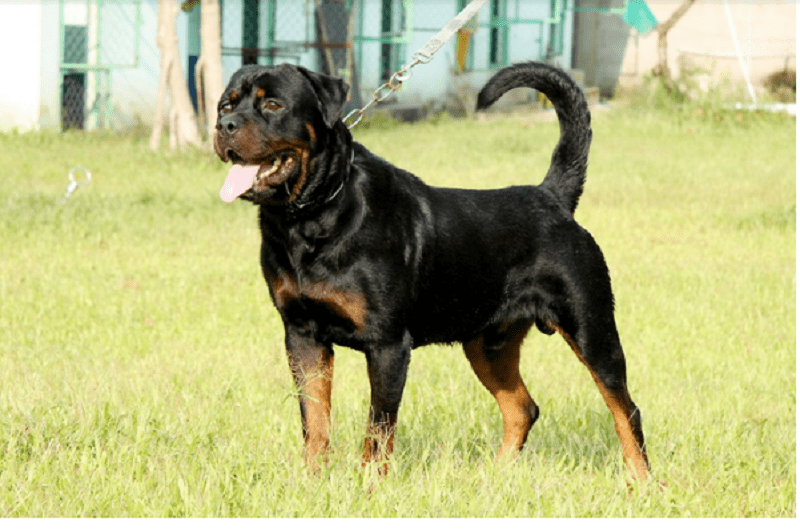 Rottweiler thuần chủng được nhập khẩu trực tiếp từ nước Đức với 3 loại chính
