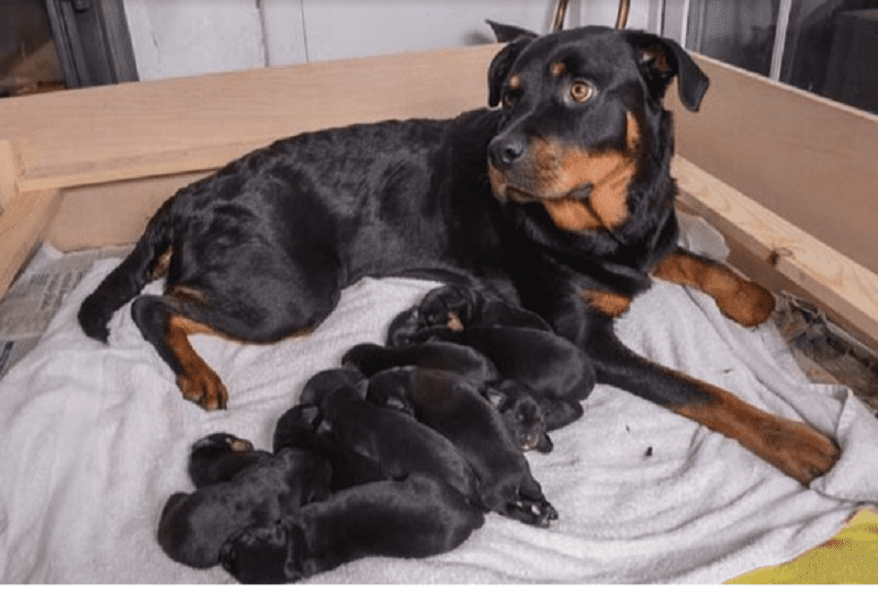 Trung bình mỗi lần sinh sản,chó Rott sẽ cho ra đời từ 8 đến 12 con cún con