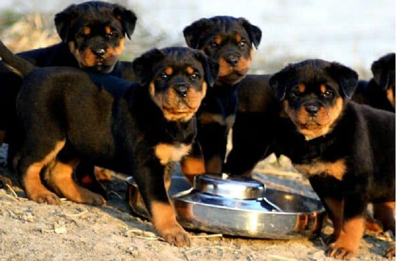 Tìm hiểu thức ăn cho chó Rottweiler chuẩn nhất mỗi ngày