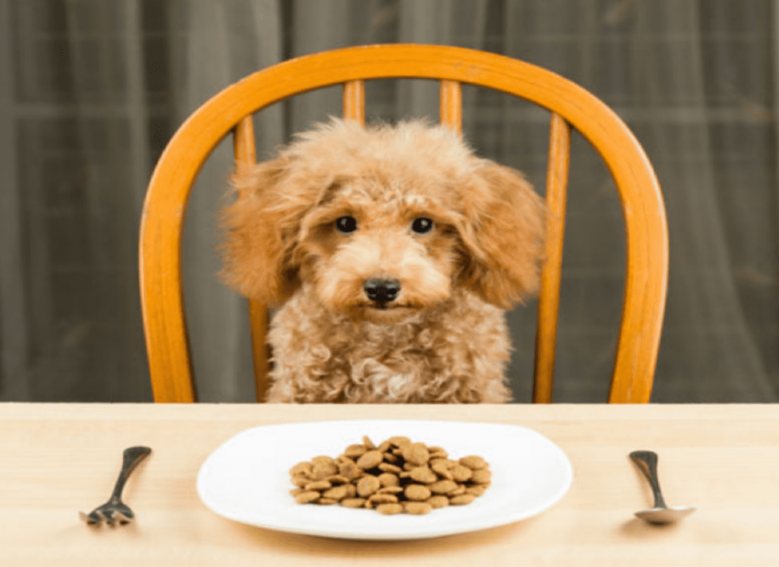 Có rất nhiều nguyên nhân khiến chó Poodle không chịu ăn