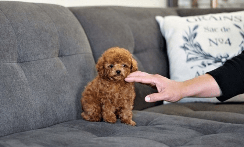 Chó Poodle Tiny thuần chủng thân thiện, dễ gần