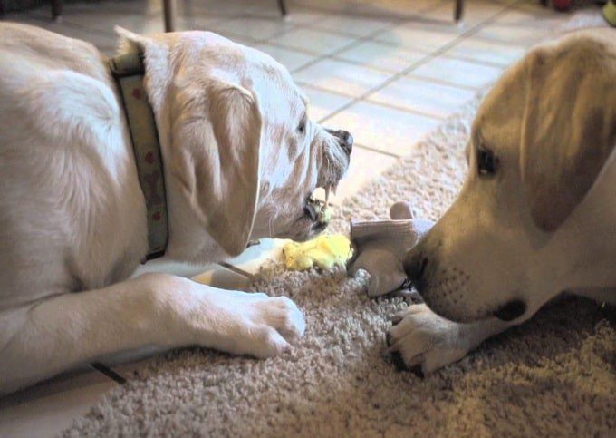 Chó Poodle nôn ra bọt vàng là dấu hiệu của nhiều bệnh lý