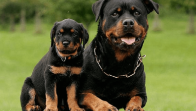 Chó Rottweiler có dữ không? Có dễ nuôi hay không?