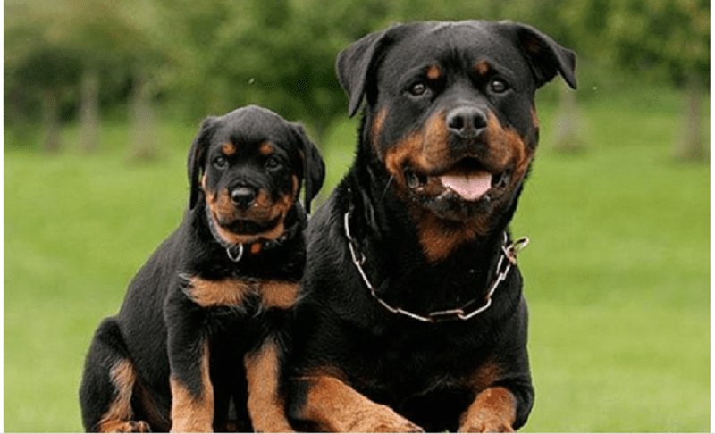 Chó Rottweiler giá bao nhiêu tiền một con trên thị trường hiện nay?